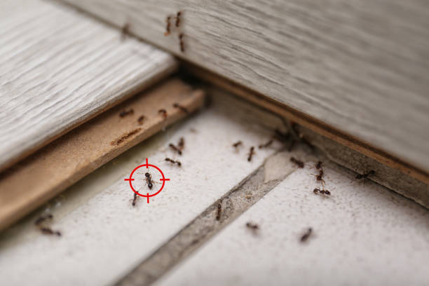 Best Termite Control Services  in Tres Arroyos, NM