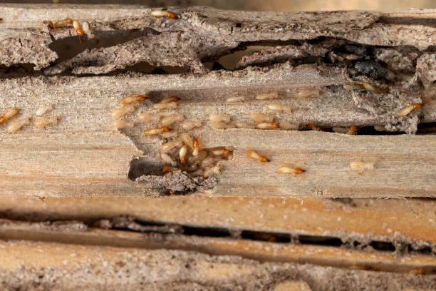 Best Pest Inspection Near Me  in Tres Arroyos, NM